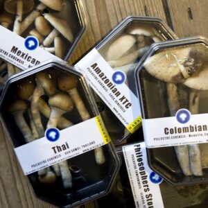 Mushroom 